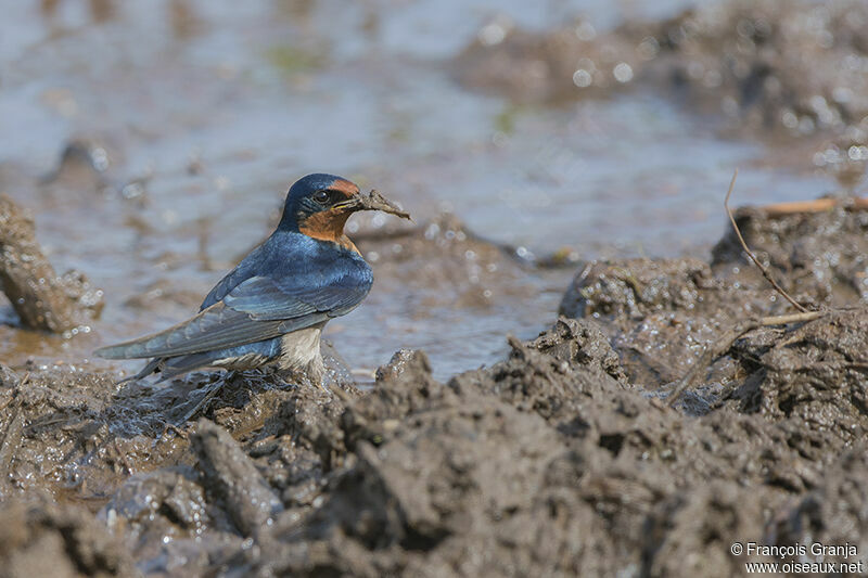 Angola Swallowadult