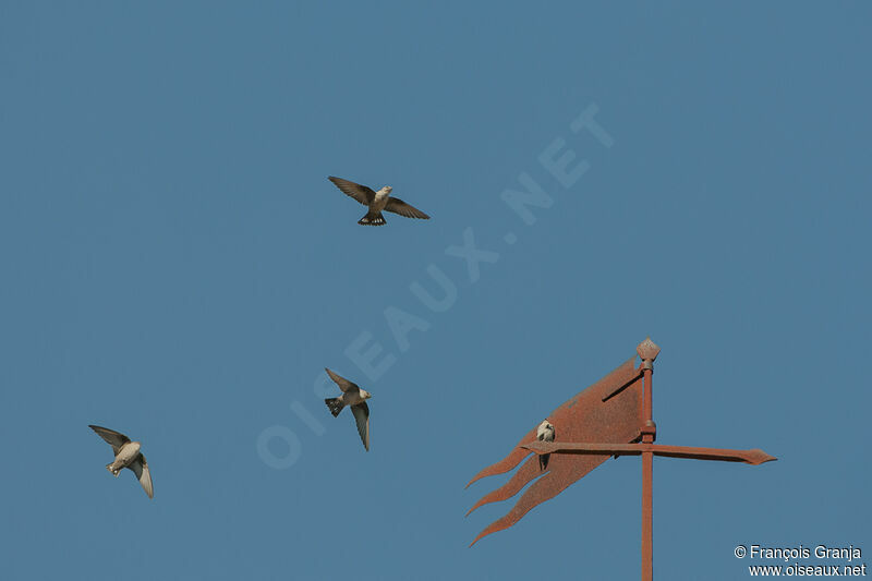 Eurasian Crag Martin