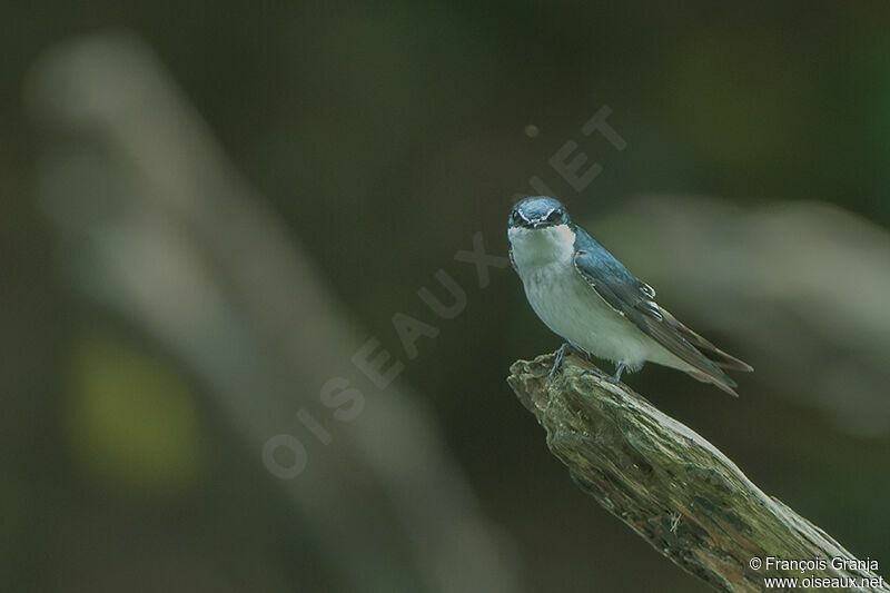 Mangrove Swallowadult