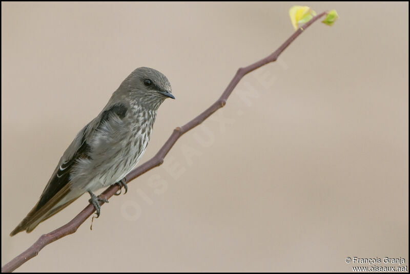 Hirondelle des Mascareignes