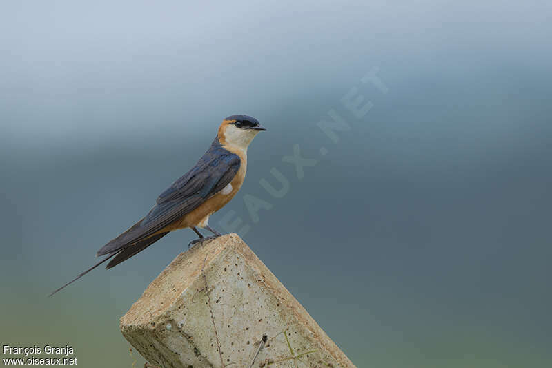 Hirondelle des mosquéesadulte, identification