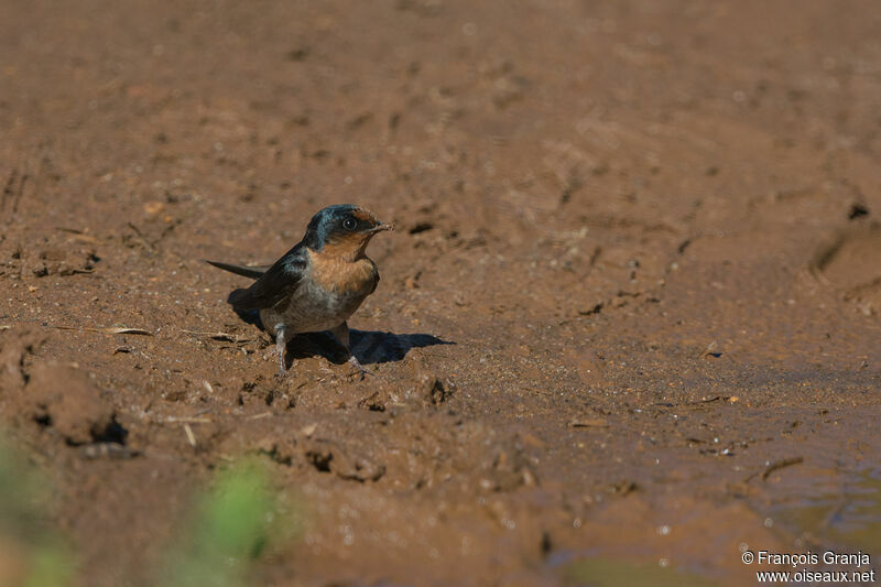 Hirondelle des Nilgiri