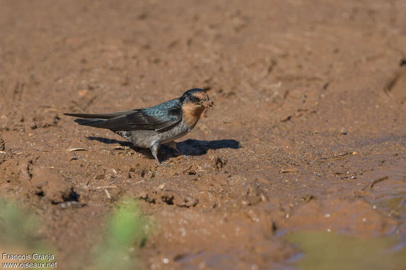 Hirondelle des Nilgiri, identification