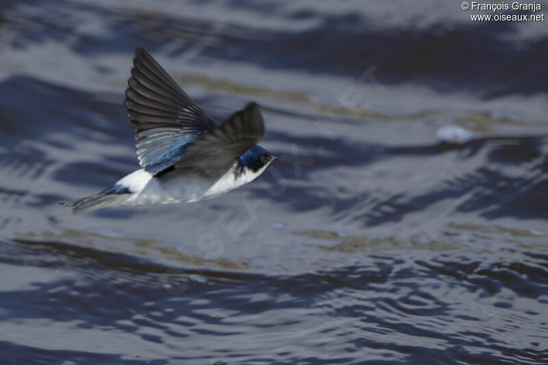 Chilean Swallow