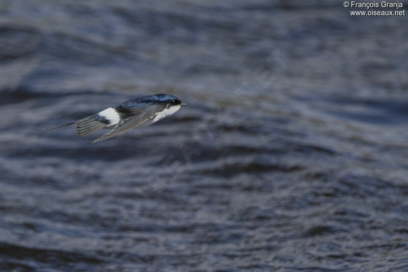 Chilean Swallow