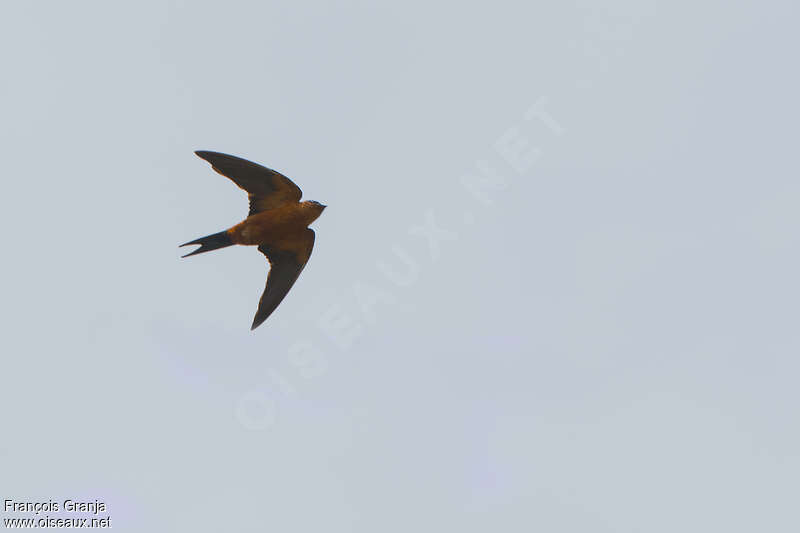 Sri Lanka Swallowadult, Flight