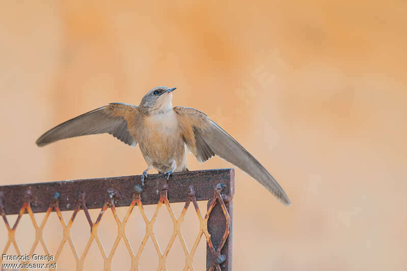 Rock Martin, pigmentation, Behaviour