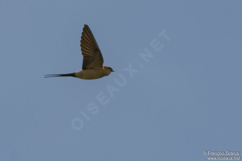 Red-rumped Swallowadult