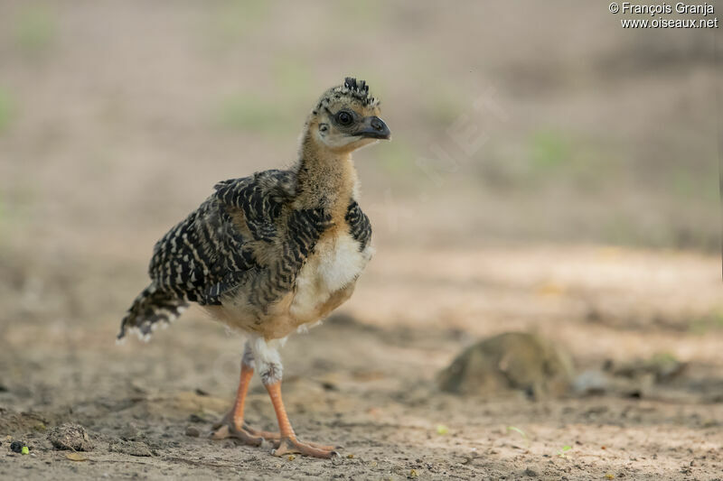 Bare-faced Curassowjuvenile