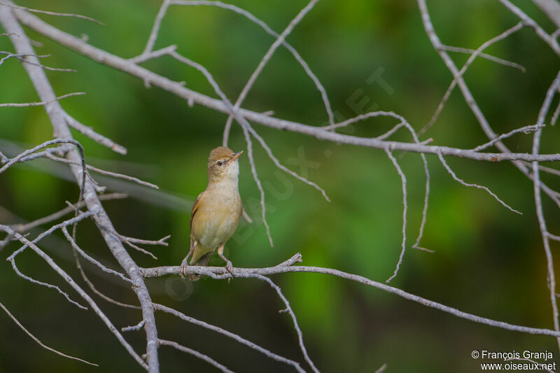 Sykes's Warbler