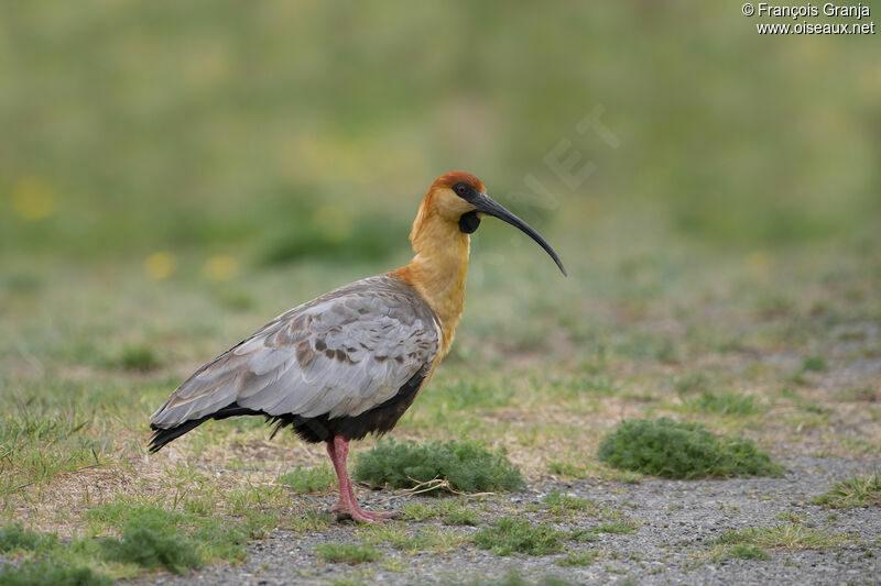 Black-faced Ibis