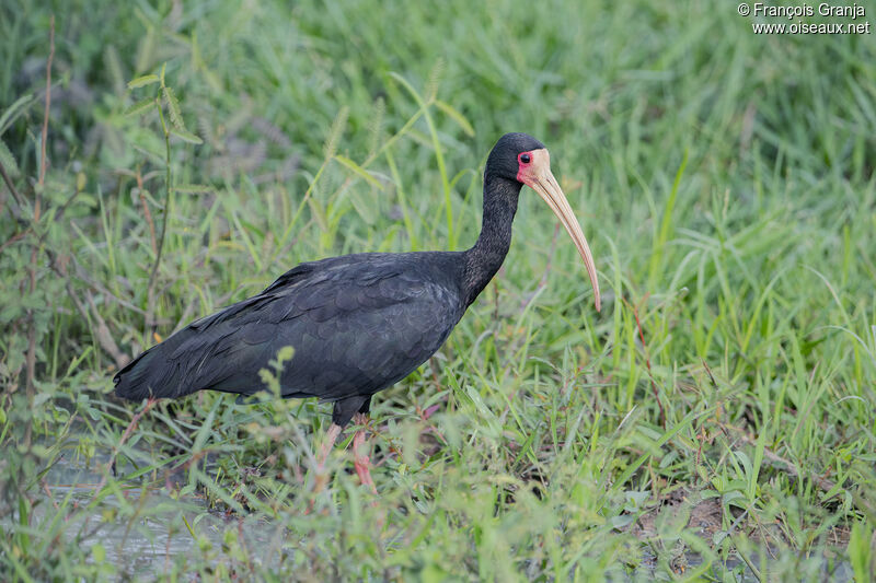 Bare-faced Ibis