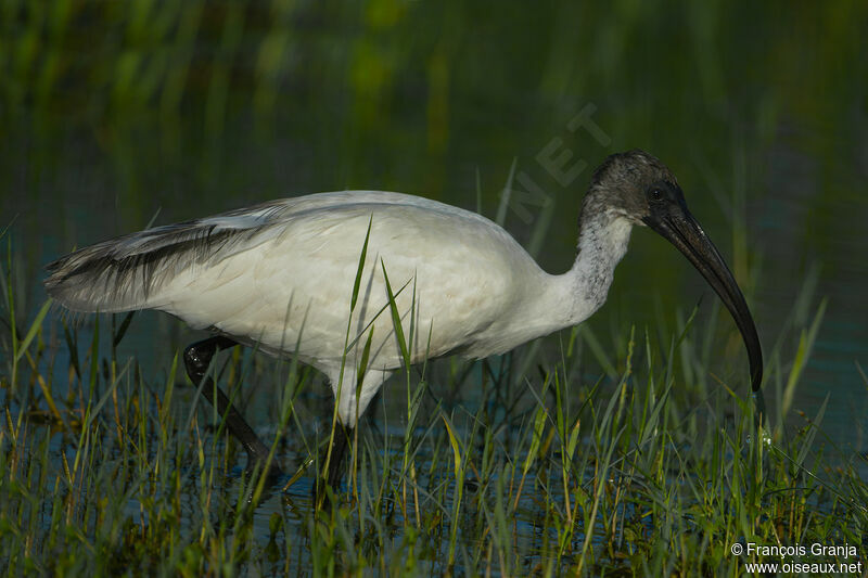 Black-headed Ibis