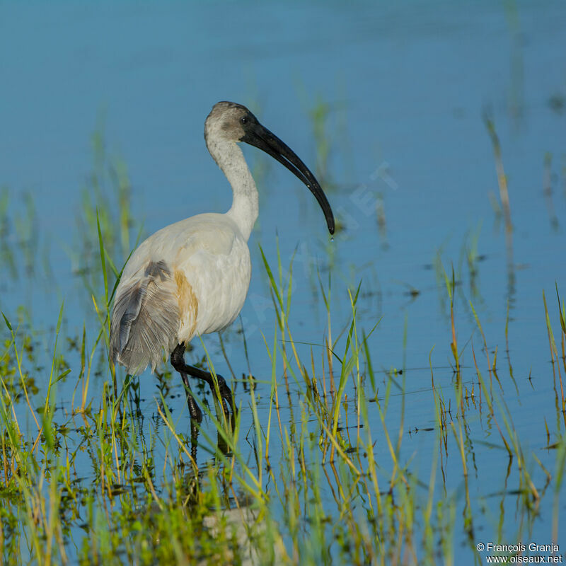 Ibis à tête noire