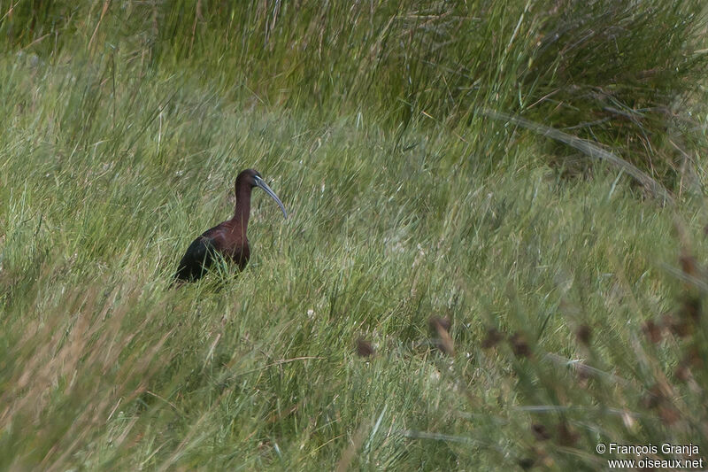 Ibis falcinelleadulte