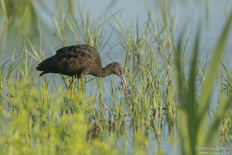 Ibis falcinelleadulte