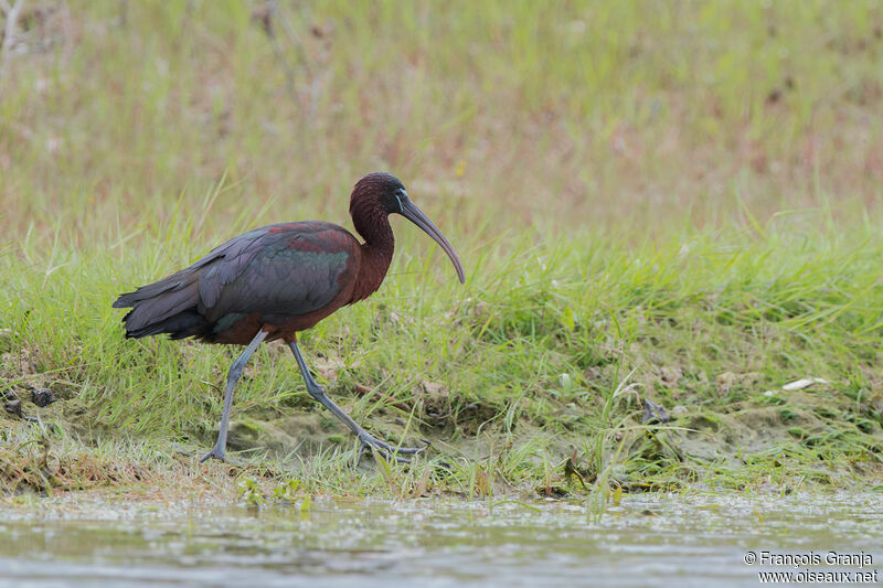 Ibis falcinelle