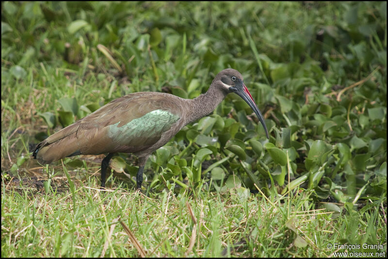 Hadada Ibis