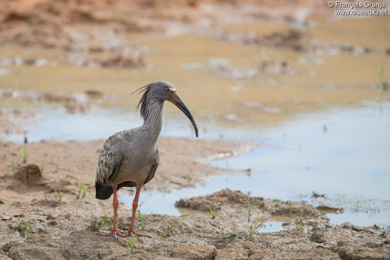 Plumbeous Ibis