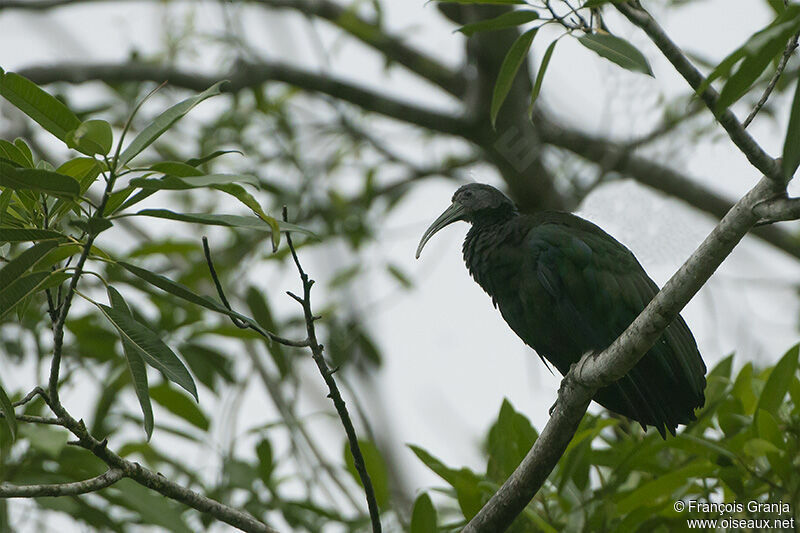 Ibis vertadulte