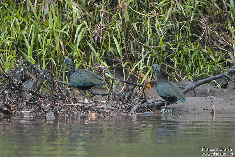 Green Ibis adult