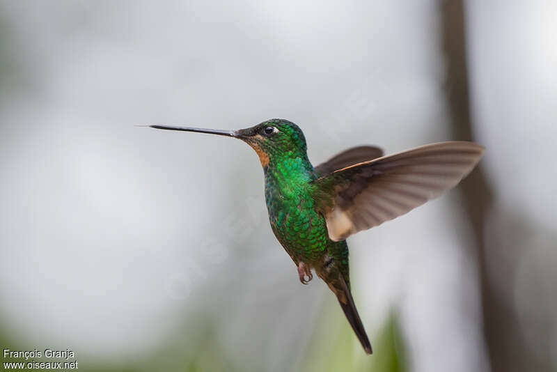 Buff-winged Starfrontlet female adult, pigmentation, Flight