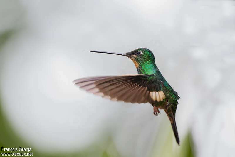 Buff-winged Starfrontlet female adult, pigmentation, Flight