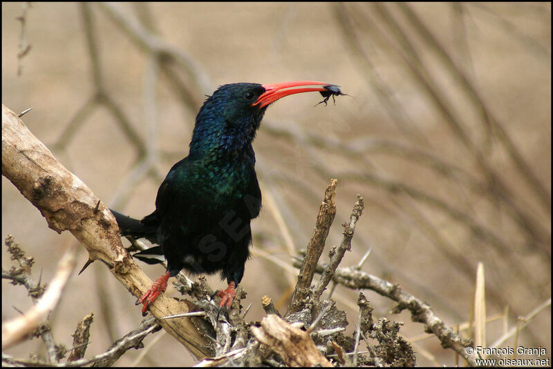 Green Wood Hoopoe