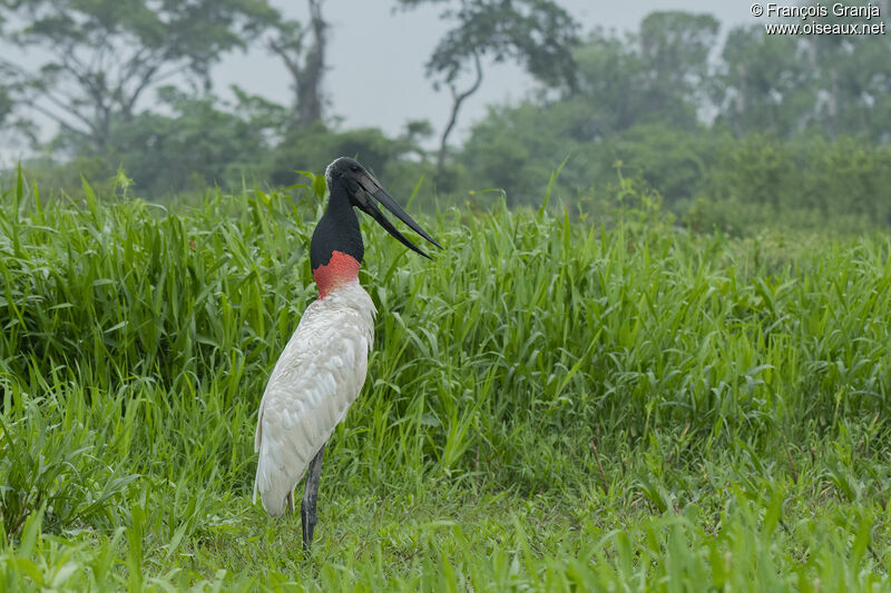 Jabiru d'Amérique