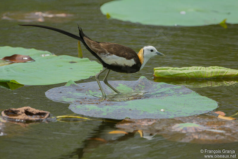 Jacana à longue queue