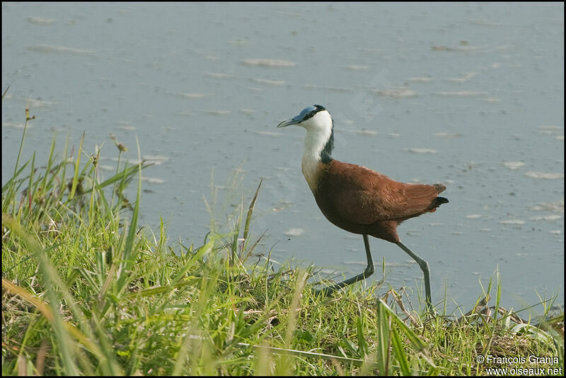 Jacana à poitrine dorée