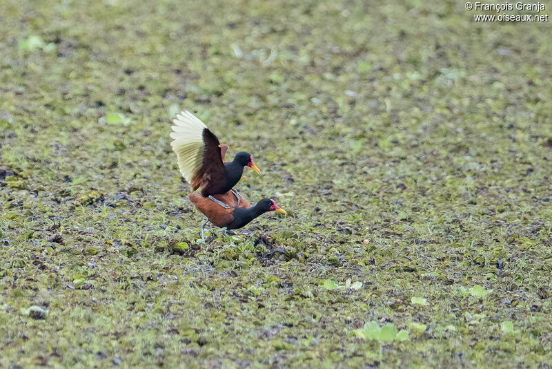 Wattled Jacana