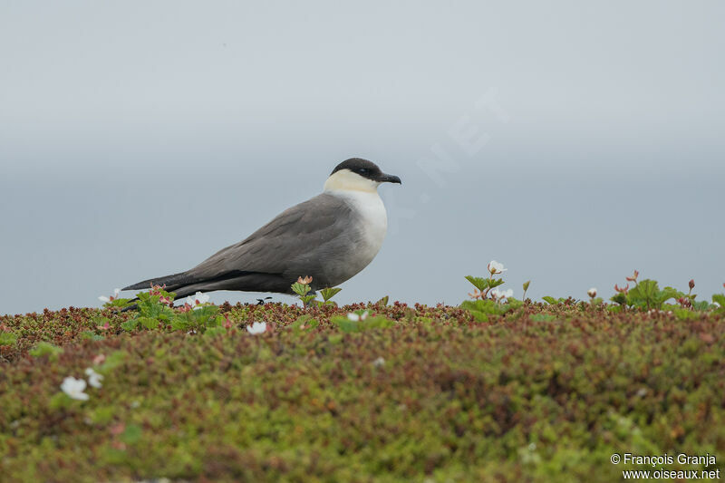 Long-tailed Jaeger