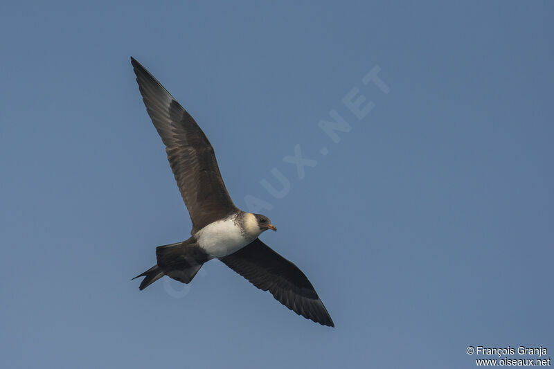 Pomarine Jaeger