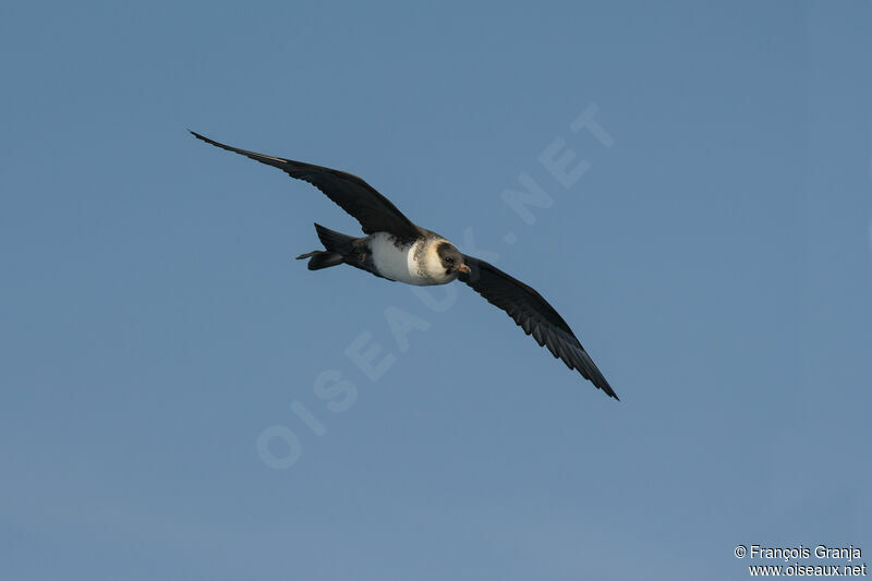 Pomarine Jaeger