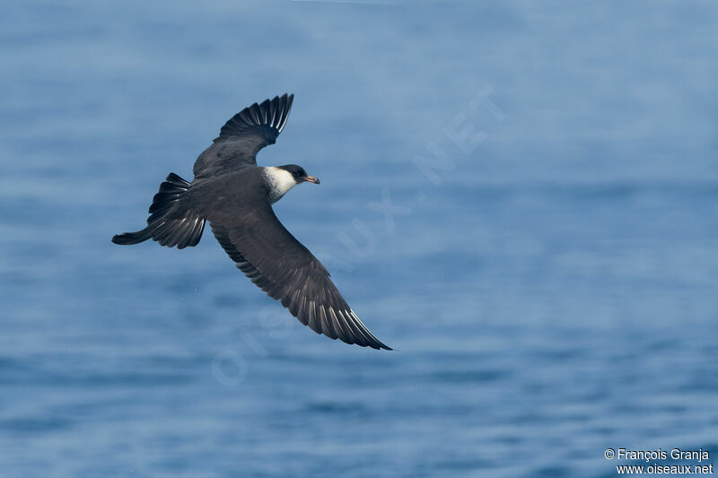 Pomarine Jaeger