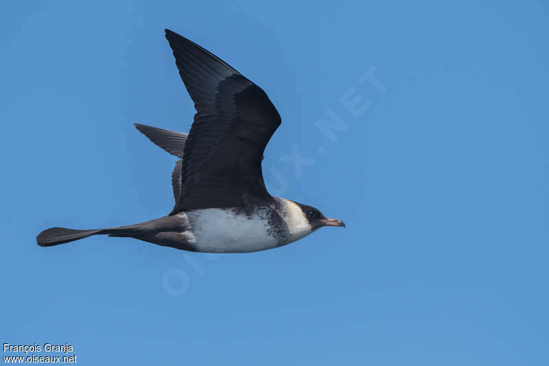 Pomarine Jaegeradult breeding, pigmentation, Flight