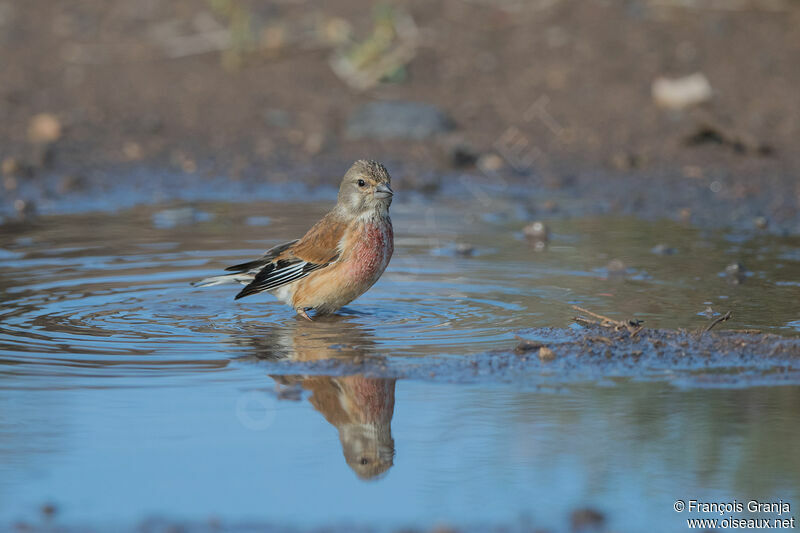 Common Linnet