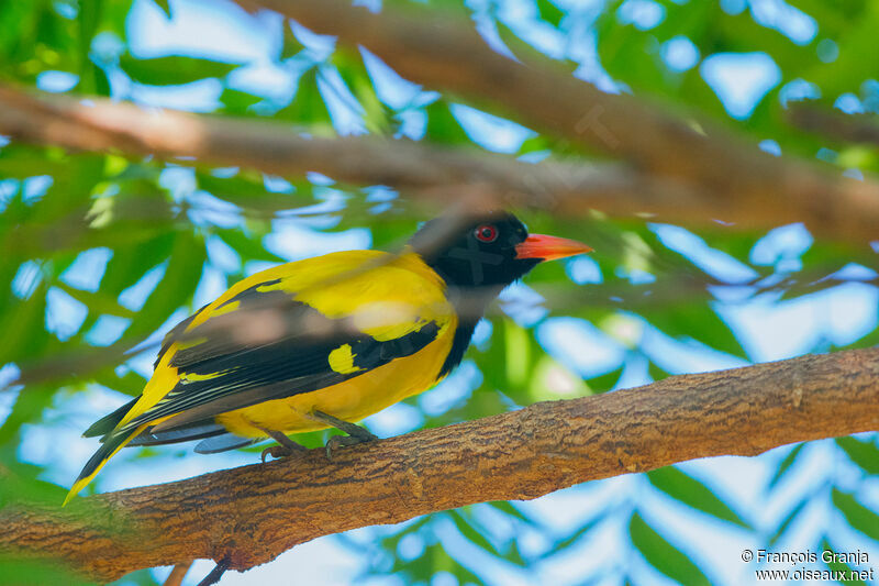 Black-hooded Oriole