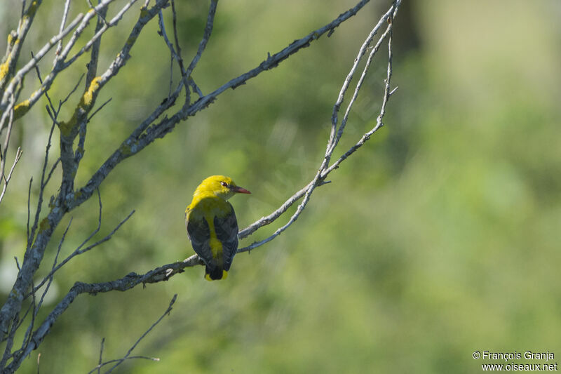 Eurasian Golden Oriole