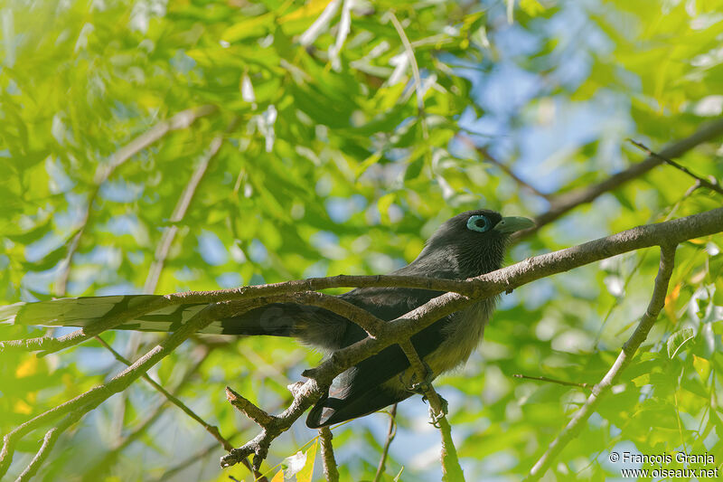 Malcoha à bec vert