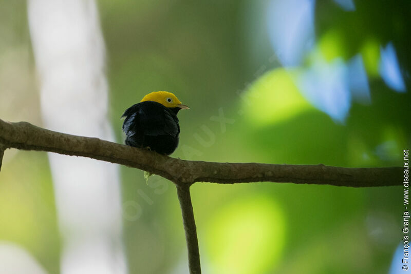 Manakin à tête d'or