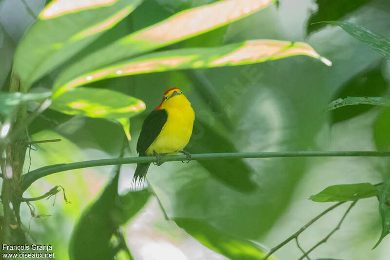 Wire-tailed Manakin male adult