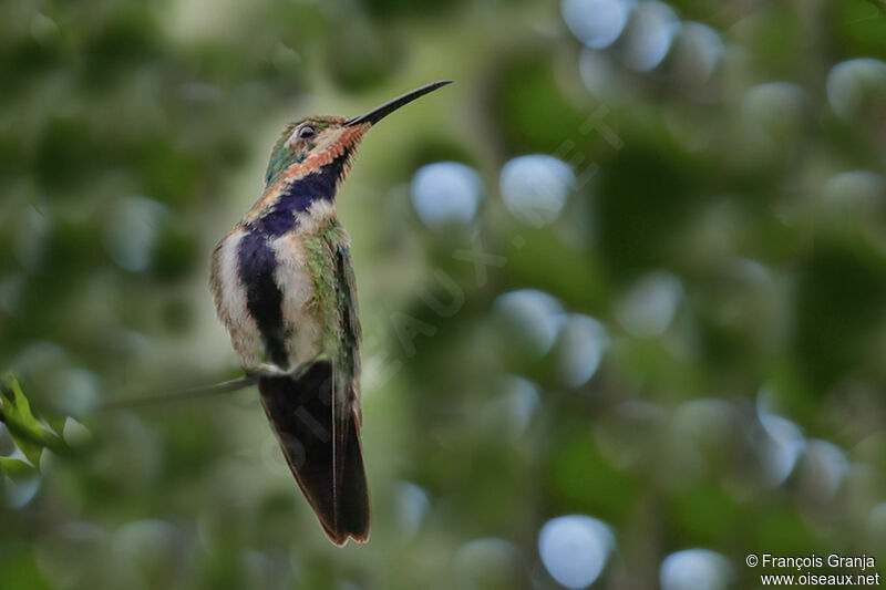 Black-throated Mango