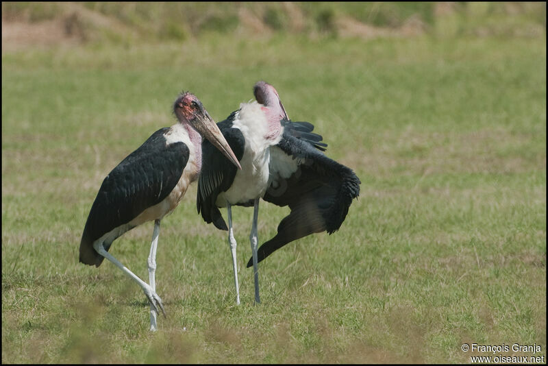 Marabou Stork