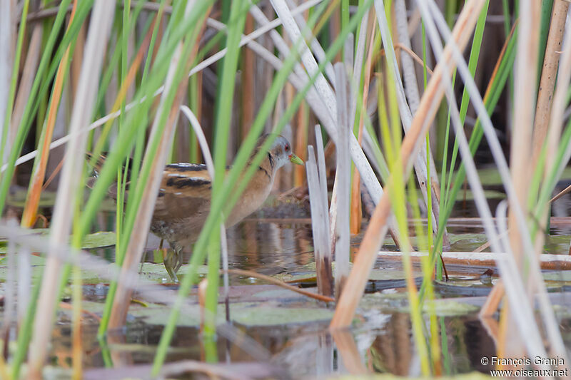 Little Crake