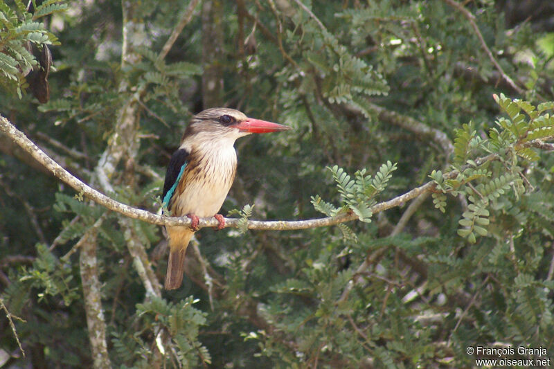 Brown-hooded Kingfisher