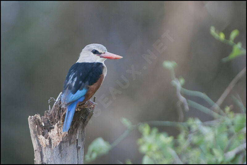 Grey-headed Kingfisher