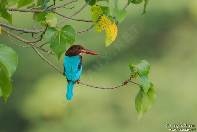 White-throated Kingfisher