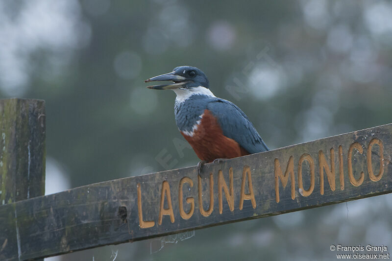 Ringed Kingfisher female adult